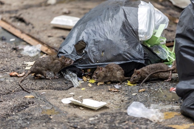 Das Bild zeigt Wanderratten und steht für das Thema »Rattenbekämpfung in Berlin«.
